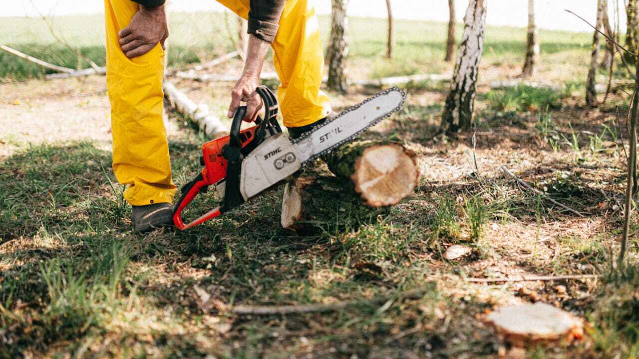 Rich Hill, MO Tree Service Company